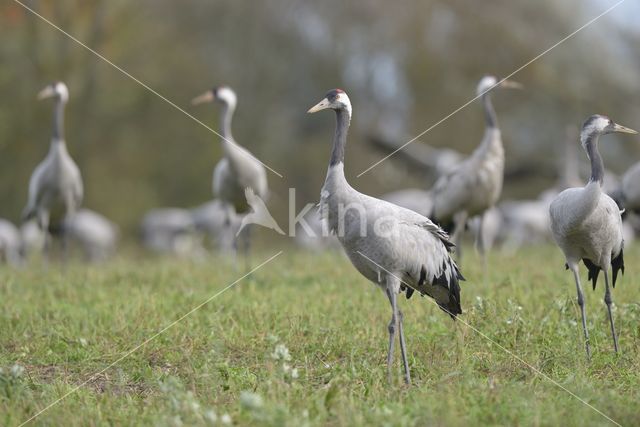 Kraanvogel (Grus grus)