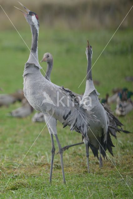 Kraanvogel (Grus grus)