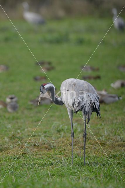 Kraanvogel (Grus grus)