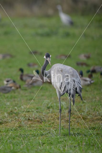 Kraanvogel (Grus grus)