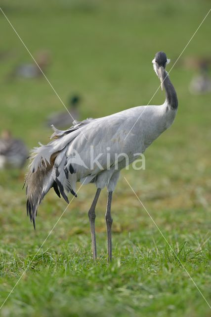 Kraanvogel (Grus grus)