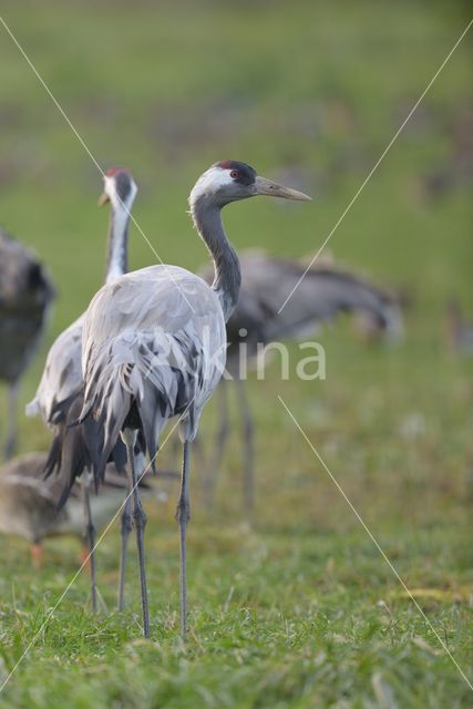 Common Crane (Grus grus)