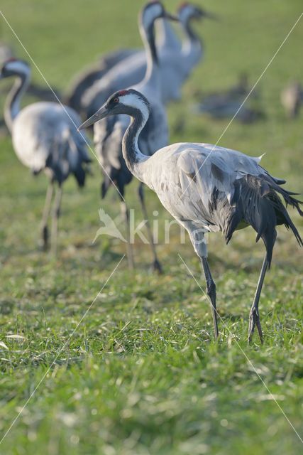 Kraanvogel (Grus grus)