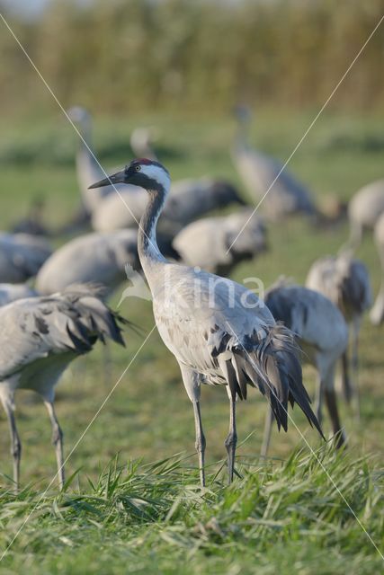 Kraanvogel (Grus grus)