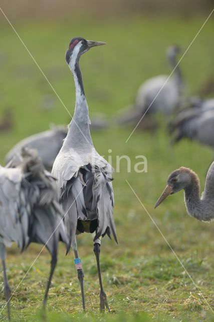 Kraanvogel (Grus grus)