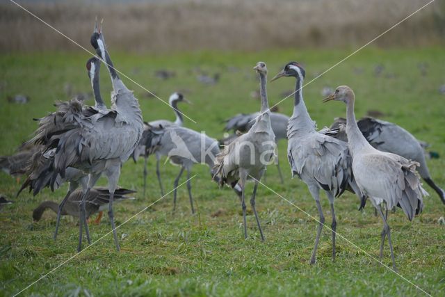 Kraanvogel (Grus grus)