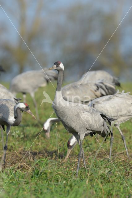 Kraanvogel (Grus grus)