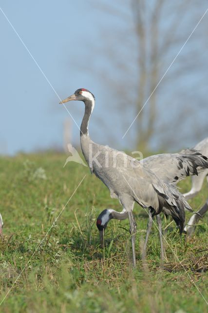 Common Crane (Grus grus)