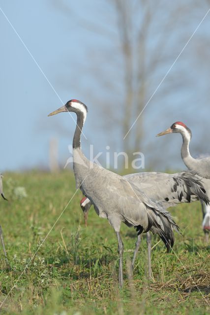 Common Crane (Grus grus)