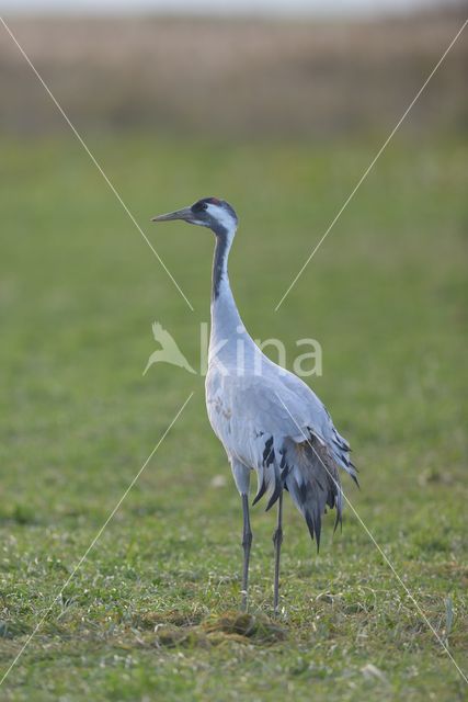 Kraanvogel (Grus grus)
