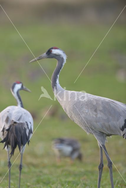 Common Crane (Grus grus)