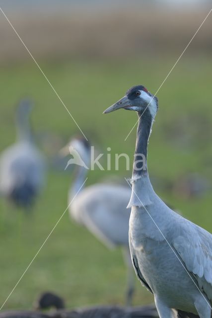 Kraanvogel (Grus grus)