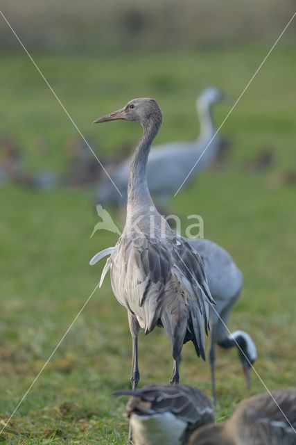 Common Crane (Grus grus)