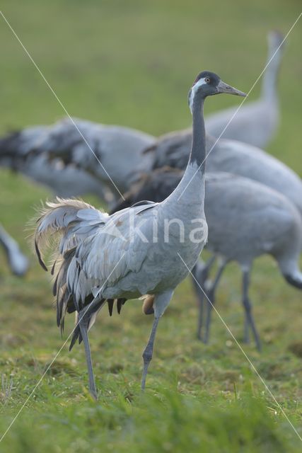 Kraanvogel (Grus grus)