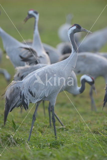 Common Crane (Grus grus)