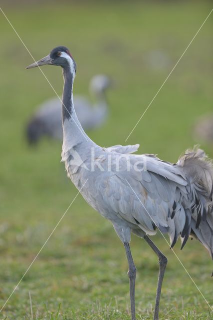 Kraanvogel (Grus grus)