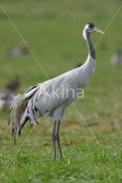 Common Crane (Grus grus)