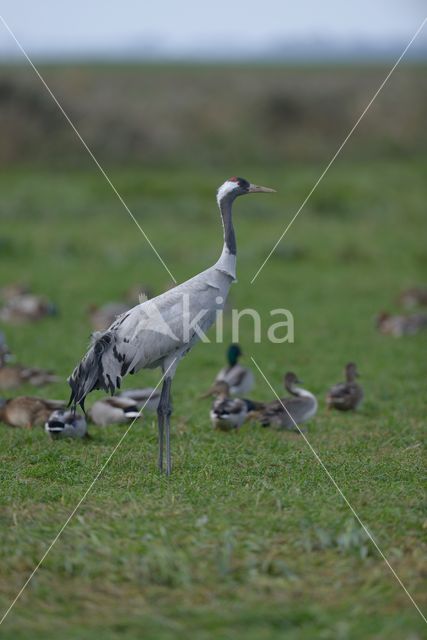 Kraanvogel (Grus grus)