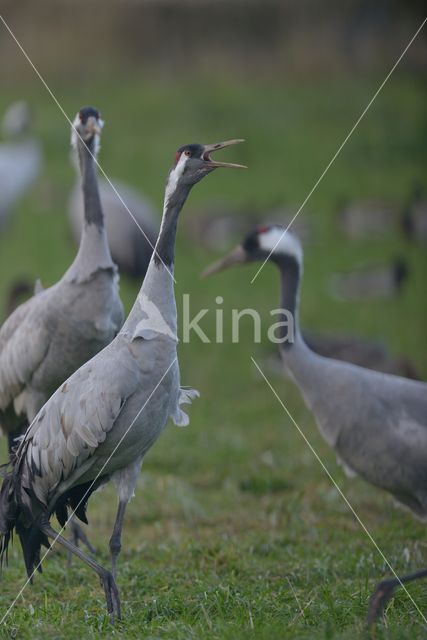 Common Crane (Grus grus)