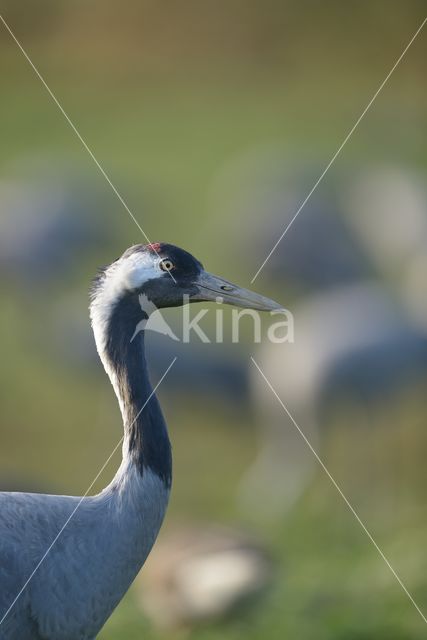 Kraanvogel (Grus grus)