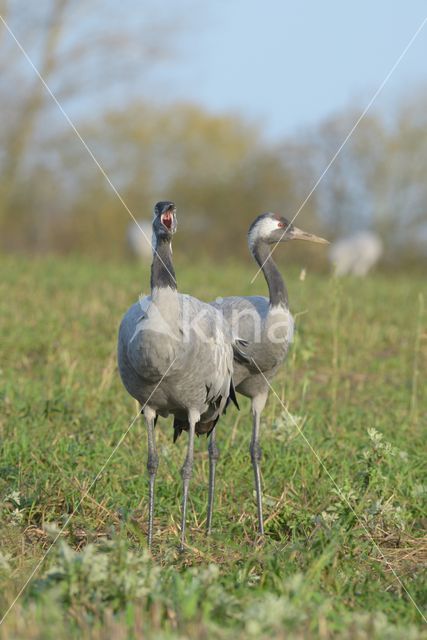 Kraanvogel (Grus grus)