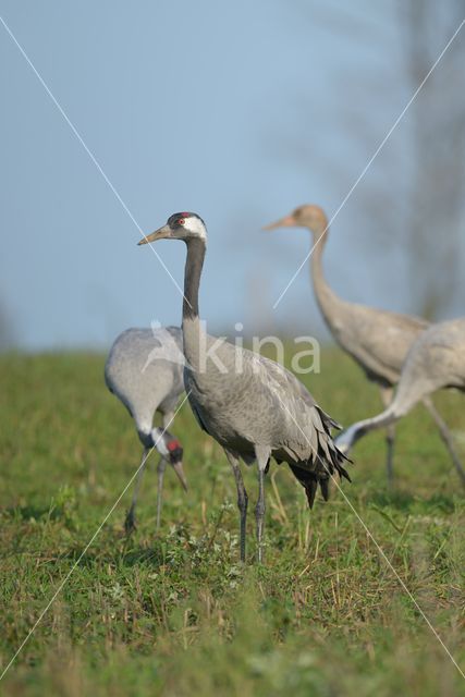 Common Crane (Grus grus)