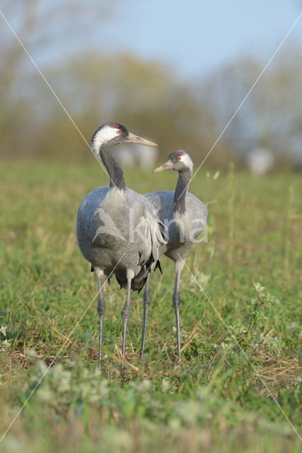Kraanvogel (Grus grus)
