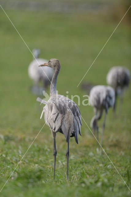 Common Crane (Grus grus)