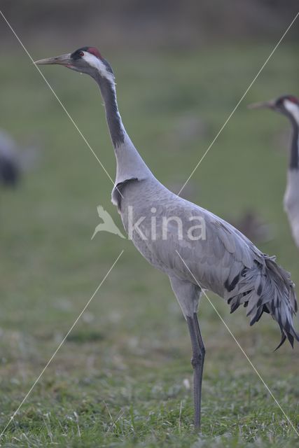 Common Crane (Grus grus)