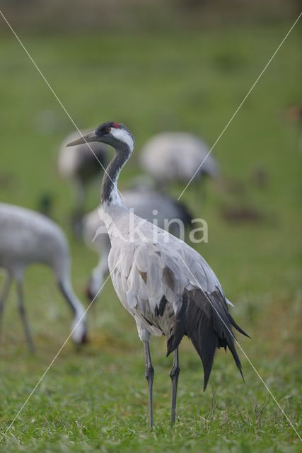 Kraanvogel (Grus grus)