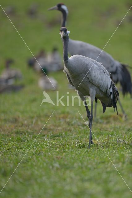 Common Crane (Grus grus)