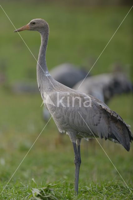 Common Crane (Grus grus)