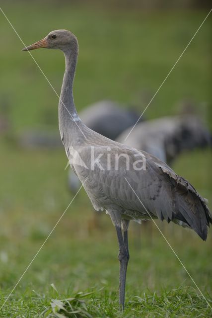 Kraanvogel (Grus grus)