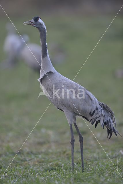 Kraanvogel (Grus grus)