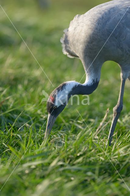 Kraanvogel (Grus grus)