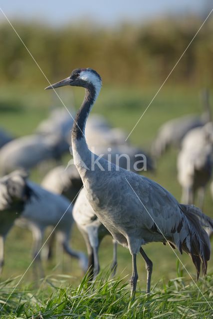 Common Crane (Grus grus)