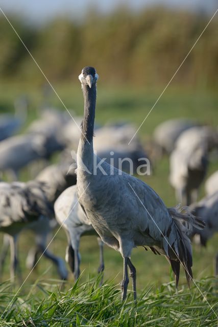 Kraanvogel (Grus grus)