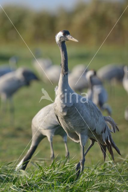 Kraanvogel (Grus grus)