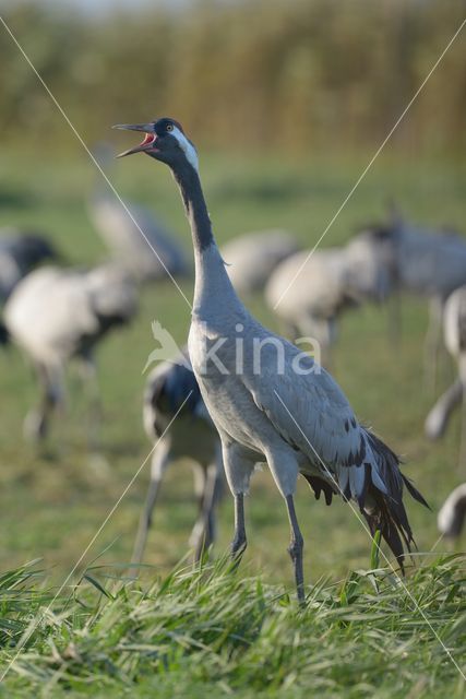 Kraanvogel (Grus grus)