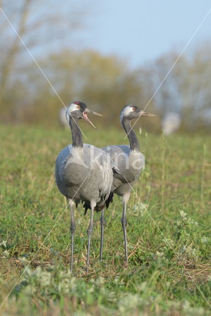 Kraanvogel (Grus grus)