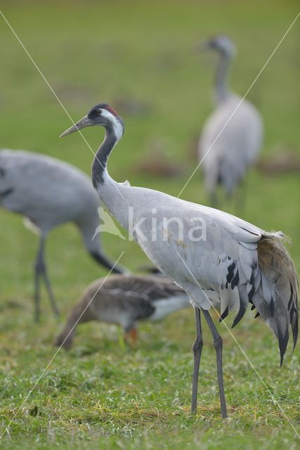 Kraanvogel (Grus grus)