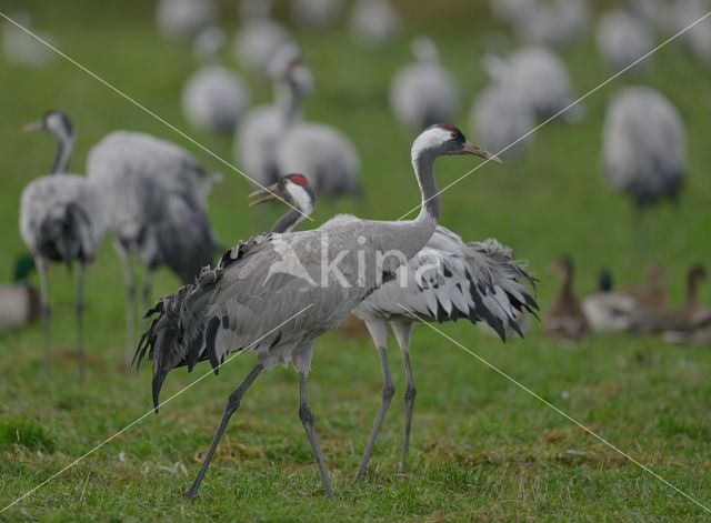 Kraanvogel (Grus grus)