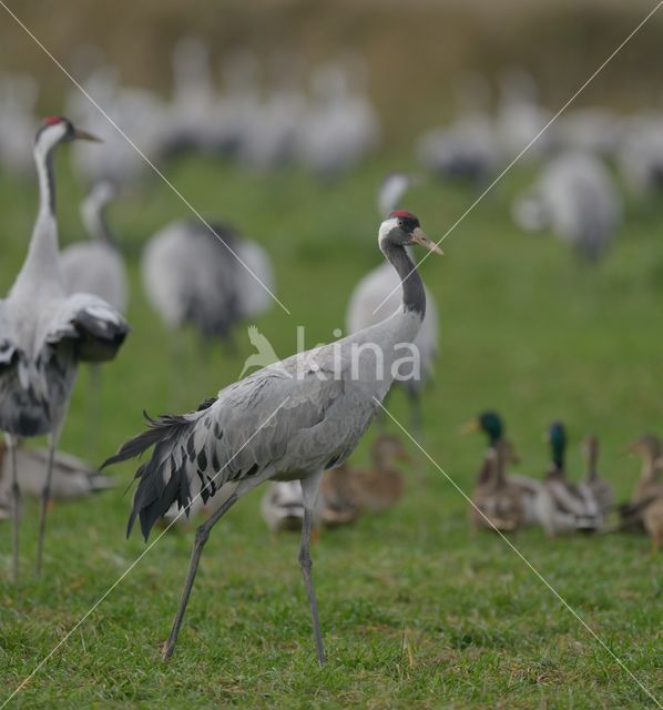 Kraanvogel (Grus grus)