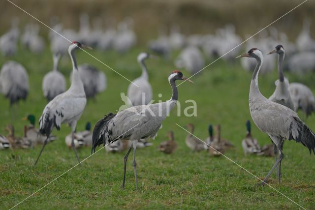 Kraanvogel (Grus grus)