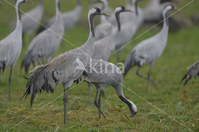 Kraanvogel (Grus grus)