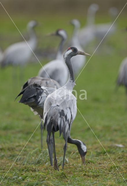 Kraanvogel (Grus grus)