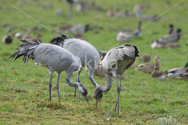 Kraanvogel (Grus grus)