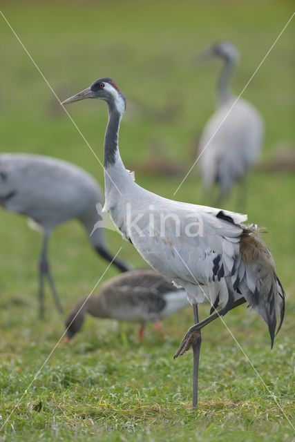 Kraanvogel (Grus grus)