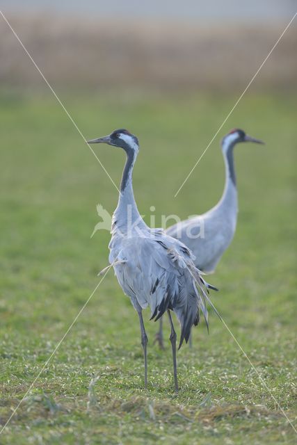 Kraanvogel (Grus grus)