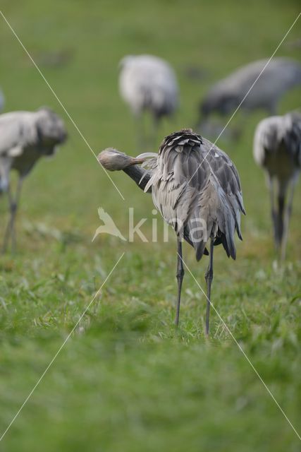 Common Crane (Grus grus)